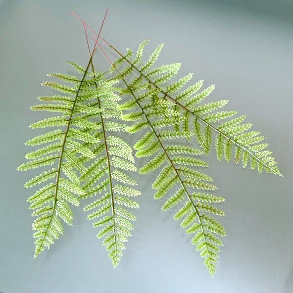 Set/4 Lacey Fern Fronds Faux Greenery Stem Artificial Foliage Floral Arrangement - Picture 3 of 6